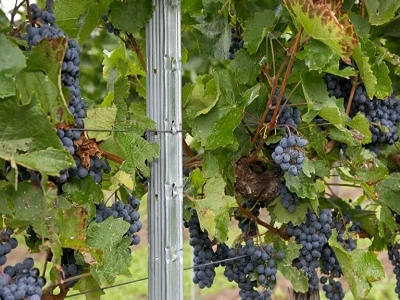 Sistemi jeklenih rešetk: Trajnostna prihodnost vinogradništva